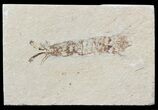 Exceptional, Fossil Mantis Shrimp (Sculda syriaca) - Lebanon #48533-1